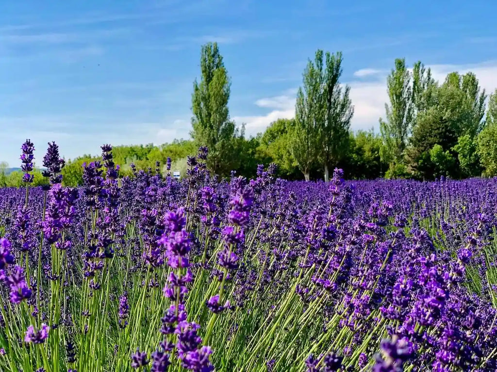 Eat, Pray, Balaton: Private Day Trip to Tihany & Balatonfüred